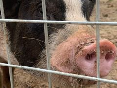 -意大利农场度假村