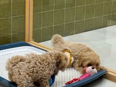 -帕帕拉兹宠物(亚洲旗舰店)