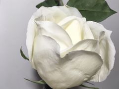 -TIMO COFFEE 阿拉校园面包