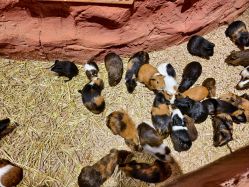 点击看大图 -Zoolung Zoolung动物主题公园(海信广场店)