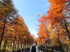 -溱湖国家湿地公园