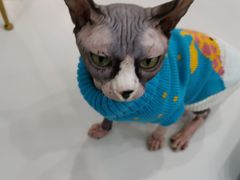 -糯米喵星人·撸猫猫舍咖啡馆(西市场嘉华店)