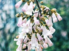 -红星桥(地铁站)