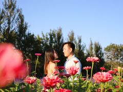 -莲花山花海