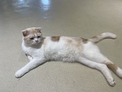 -藏猫猫咖啡主题馆(中央大道店)