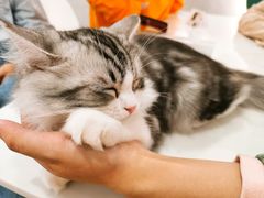 -飞行喵MR PILOT|猫舍·猫咖(静安大融城店)