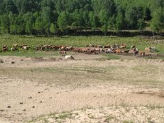 -塞罕坝国家级自然保护区