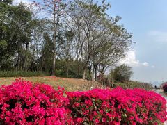 -深圳湾公园(南山区)