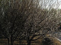 -野鸭湖国家湿地公园