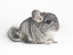 -龙猫仔乐园(惠福东路店)