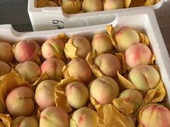 -南汇新场正宗水蜜桃采摘