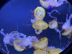-珠海长隆海洋王国