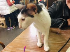 -猫色咖啡·猫咖