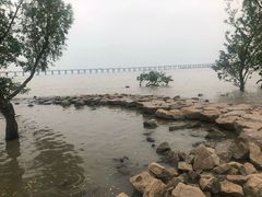 -宝安西湾红树林湿地公园