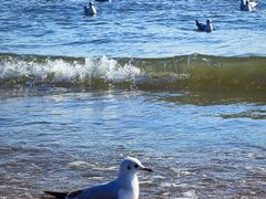 -金梦海湾浴场