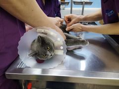 -北京博爱动物医院有限公司