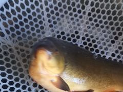 -庆岭迎宾园正宗活鱼馆