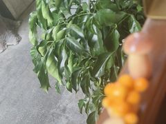 -小龙翻大江文化火锅(太古里店)