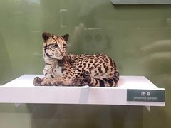 -国家自然博物馆