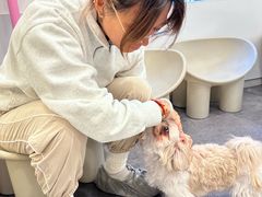 -有喵·猫咖·狗咖·40+猫狗有小奶狗(岗厦店)