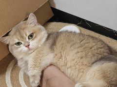 -安安宠医宠物医院·异宠·犬猫内科(岳阳分院)