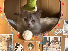 -猫大福·Fortune Cat猫舍(百子湾店)
