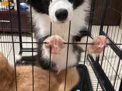 -乖乖宠物医院·猫科·骨科·24小时(云岗分院)