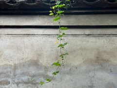 -阿育王寺