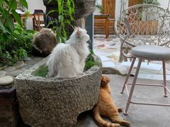 -喵屿·大理花园猫咖