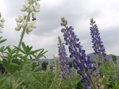 -天适樱花悠乐园