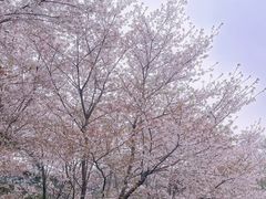 -武汉大学-樱园