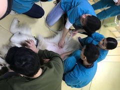 -创凡宠物医院·骨专科  猫科中心(西乡分院)