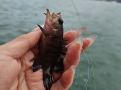 -小猫钓鱼海钓俱乐部(椰梦长廊店)