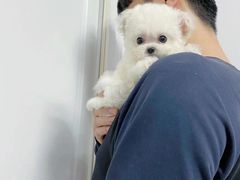 -萌宠之家·腊肠犬·马尔泰·小体犬舍