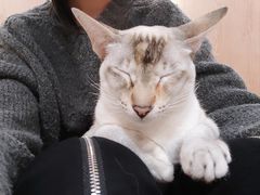 -MOCHA明星猫咖(田子坊店)