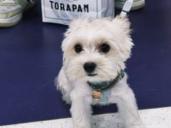 -帕帕拉兹宠物(亚洲旗舰店)