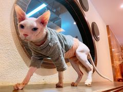 -more than meow吴止猫主题餐厅(承德 中船汇店)