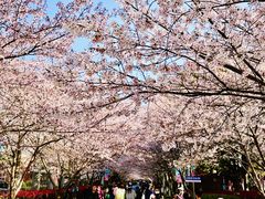 -高东镇樱花园