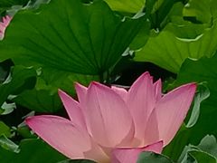 -荔湾湖公园