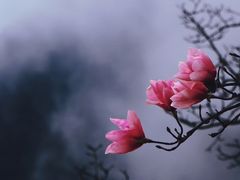 -九皇山景区