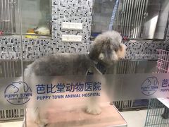 -芭比堂动物医院(广州爱宠下渡路分院)