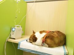 -美联众合动物医院·24h转诊中心