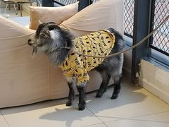 -怪兽屋·羊驼·猫咖·狗咖(俊华广场店)