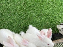 -秀丽东方