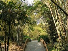 -大屏嶂森林公园