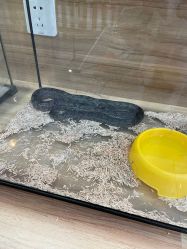 -Moni星球萌宠·小马宝莉·灵蛇·高端高阶全萌宠互动体验俱乐部(红豆国际广场店)
