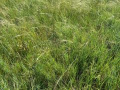 -呼和诺尔旅游景区