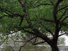 -宝安西湾红树林湿地公园