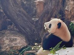 -广州长隆野生动物世界
