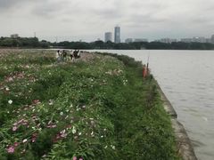 -海珠湖公园